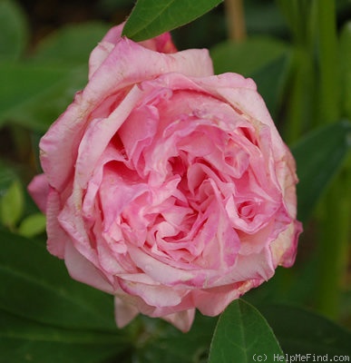 'Anna Jung' rose photo
