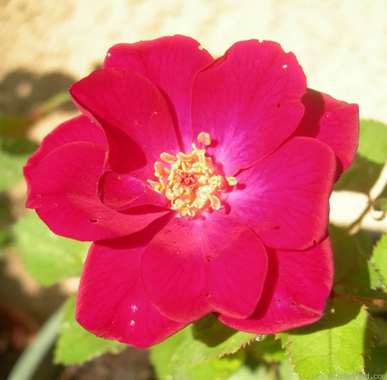 'IHTXLXIV' rose photo