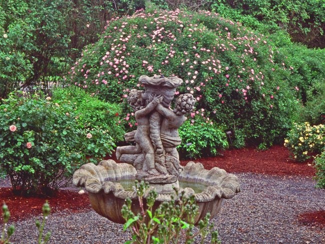 'Heirloom Roses, Inc. (USA)'  photo