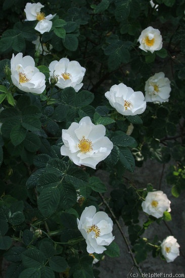 'Semi-plena' rose photo
