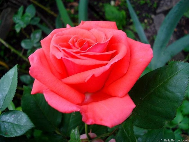 'Prince Klaus' rose photo