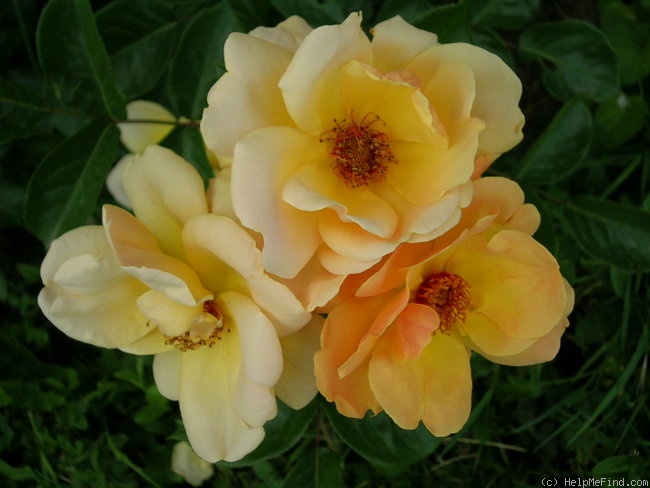 'Varenna Allen' rose photo