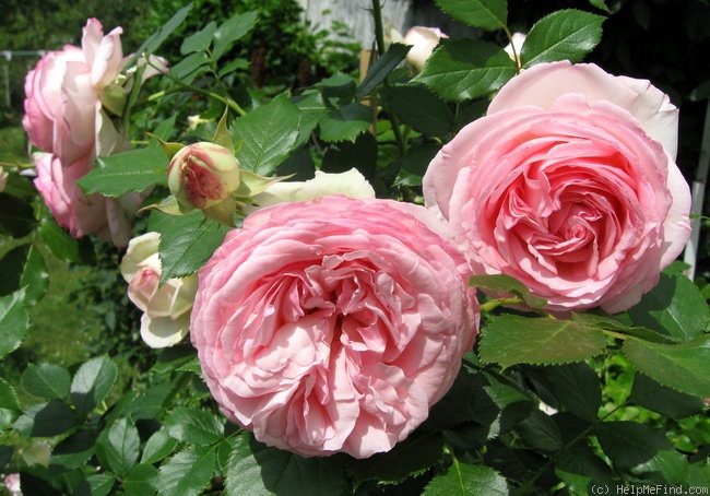 'Eden Rose 85' rose photo