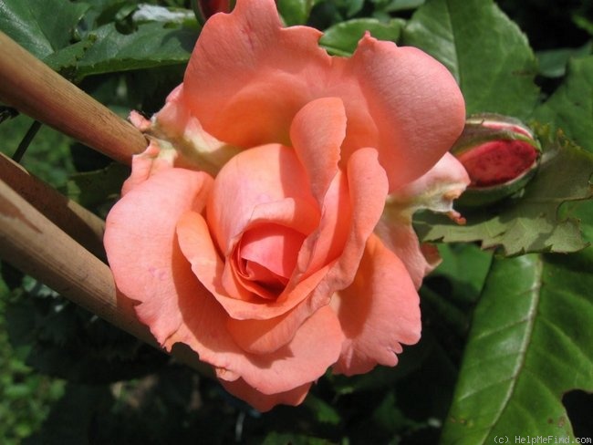 'Amelia Renaissance' rose photo