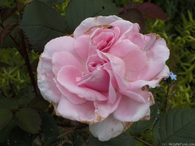 'Constance Spry' rose photo