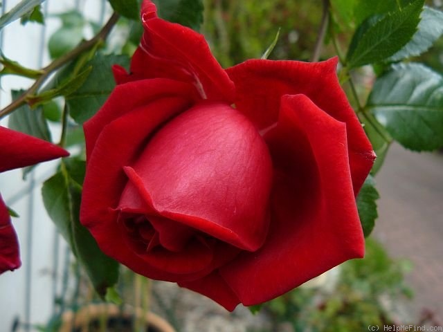 'Cherry breeze' rose photo