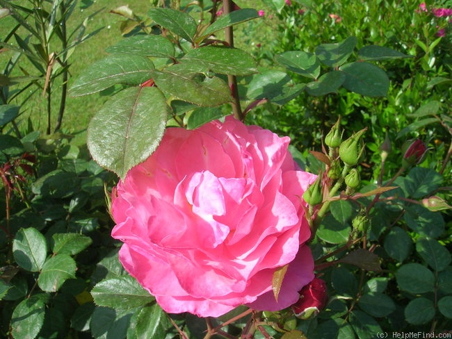'Raymond Blanc' rose photo