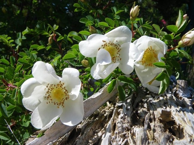 'Scotch Briar' rose photo