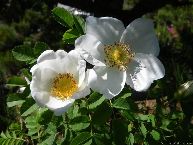 'Scotch Briar' rose photo