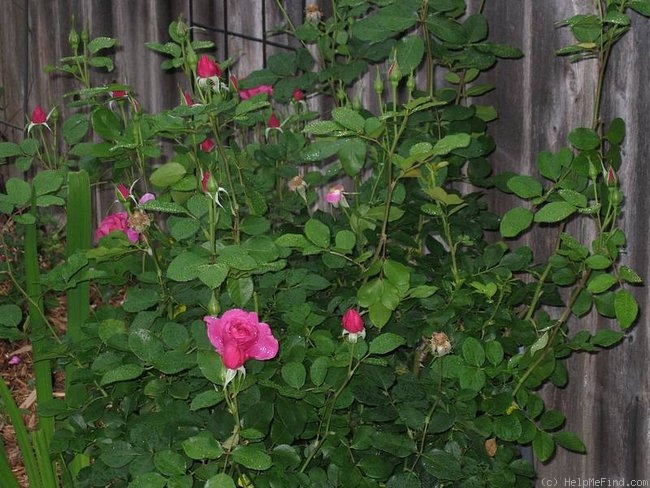 'Thomas Affleck' rose photo