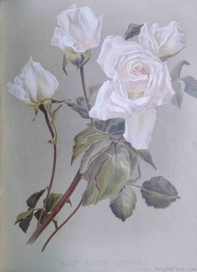 'Honorable Edith Gifford' rose photo