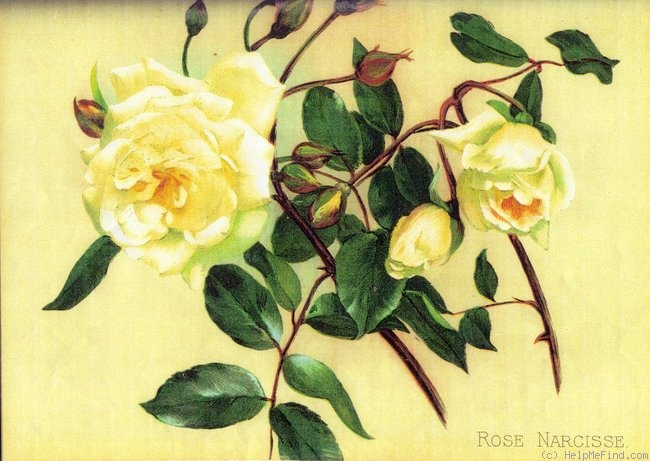 'Narcisse (noisette, Mansais, 1842)' rose photo