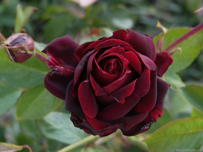 'Norita ® (hybrid tea, Combe, 1966)' rose photo