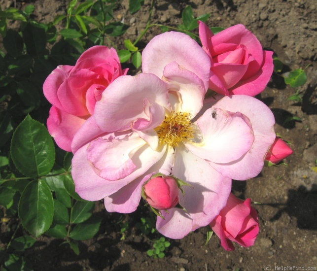 'Escapade ® (Floribunda, Harkness, 1962)' rose photo