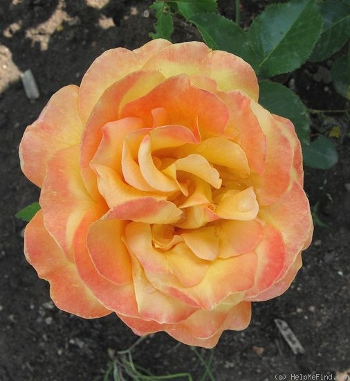 'Adolf Horstmann ®' rose photo