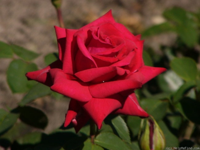 'National Trust' rose photo