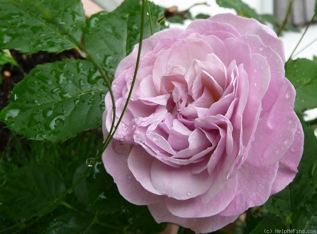 'Florence Delattre ®' rose photo