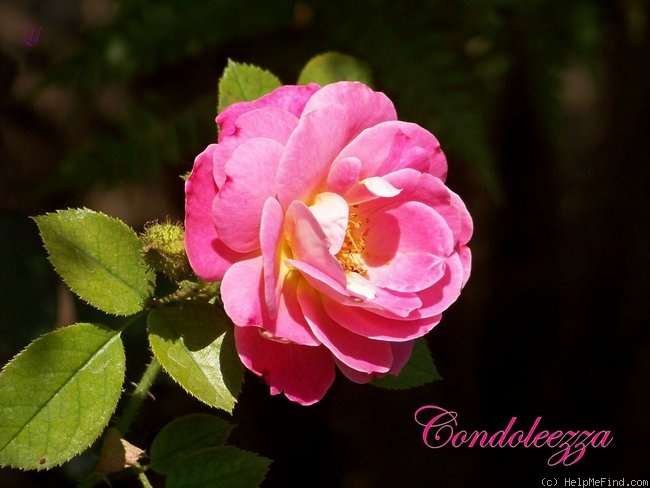 'Condoleezza' rose photo