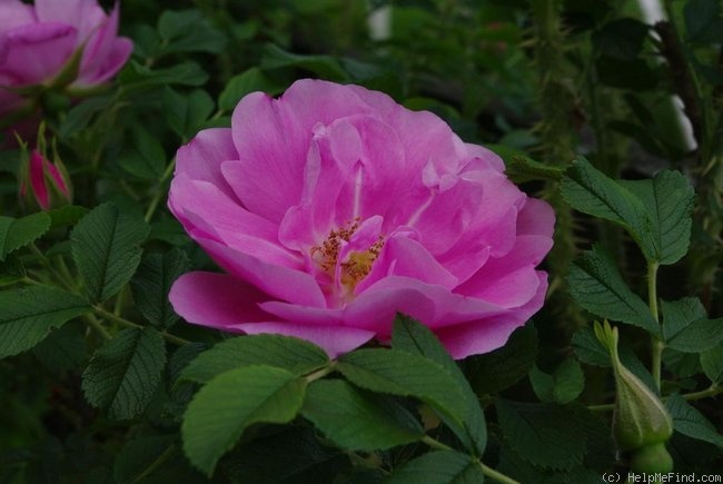 'Jens Munk' rose photo