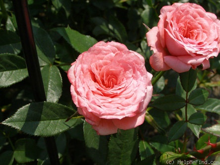 'Coral Pastel' rose photo