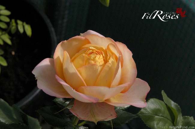 'Baby Romantica ® (miniature, Meilland 2004)' rose photo