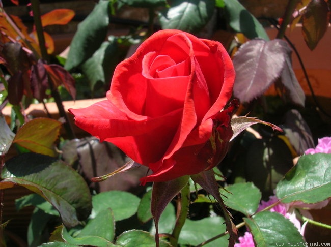 'Fragrant Cloud (hybrid tea, Tantau 1963)' rose photo