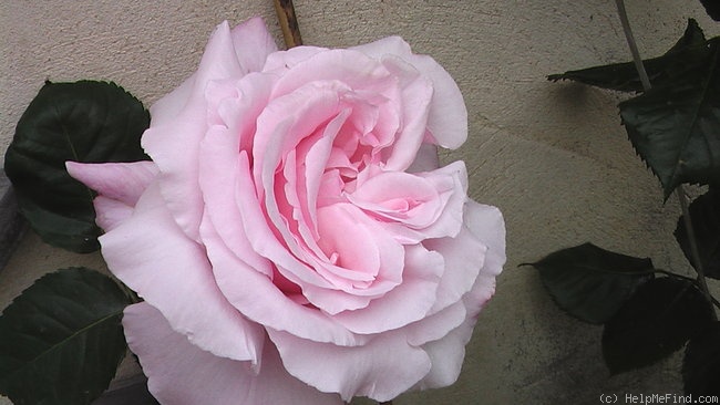 'Anna Pavlova (Hybrid Tea, Beales, 1981)' rose photo
