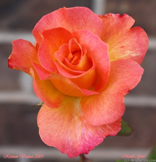 'Mardi Gras ™ (floribunda, Zary 2007)' rose photo