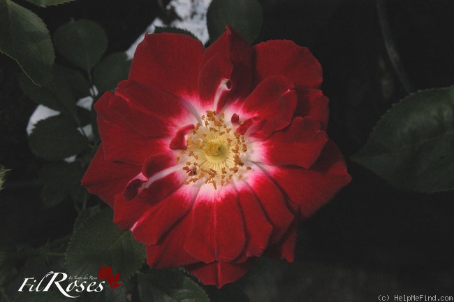 'Fiesta (floribunda, McGredy, 1985)' rose photo