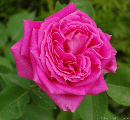 'Comtesse Henriette Combes' rose photo