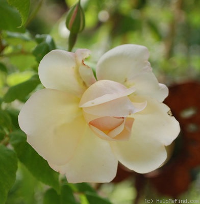 'Desprez à fleurs jaunes' rose photo