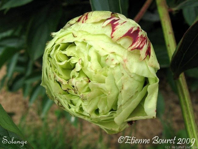 'Solange' peony photo