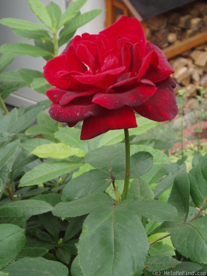 'Meridian' rose photo