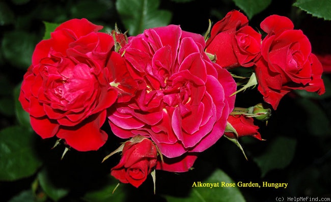 'Arthur Merrill' rose photo