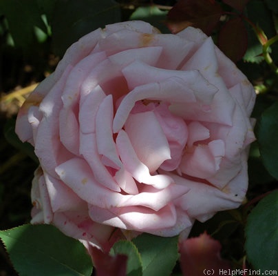 'Hovyn de Tronchère' rose photo