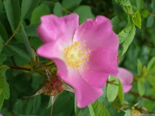'Henry's Blend' rose photo
