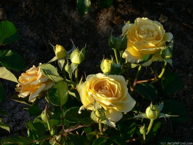 'Cappuccino ® (hybrid tea, Evers/Tantau, 2005)' rose photo