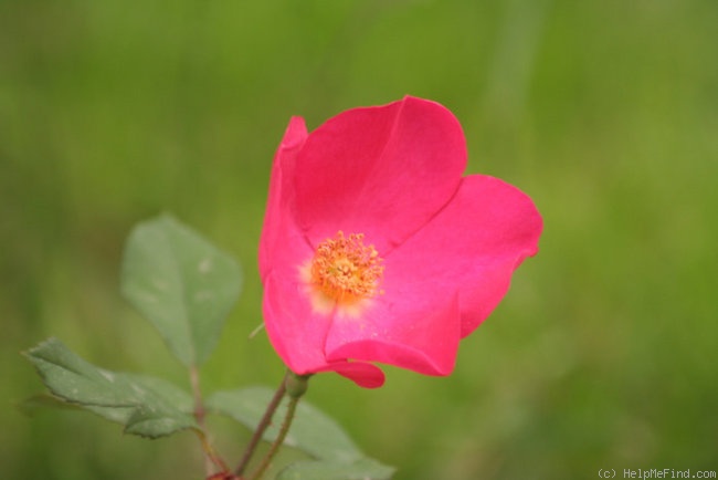 'Rose of Picardy' rose photo