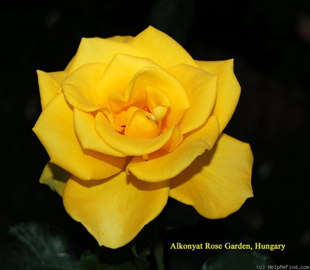 'Goldquelle® (floribunda, Evers/Tantau, 1988)' rose photo