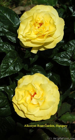 'Golden Wedding (floribunda, Christensen 1992)' rose photo