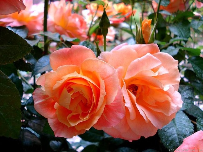 'Bonne Soirée ®' rose photo