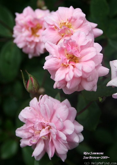 'Rita Sammons' rose photo