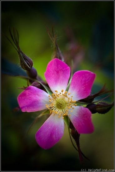 'R. glauca' rose photo