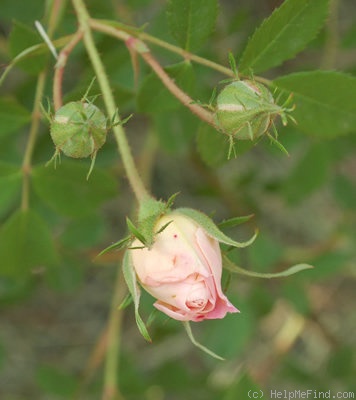 'El Ariana' rose photo