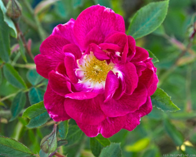 '120-06-02' rose photo