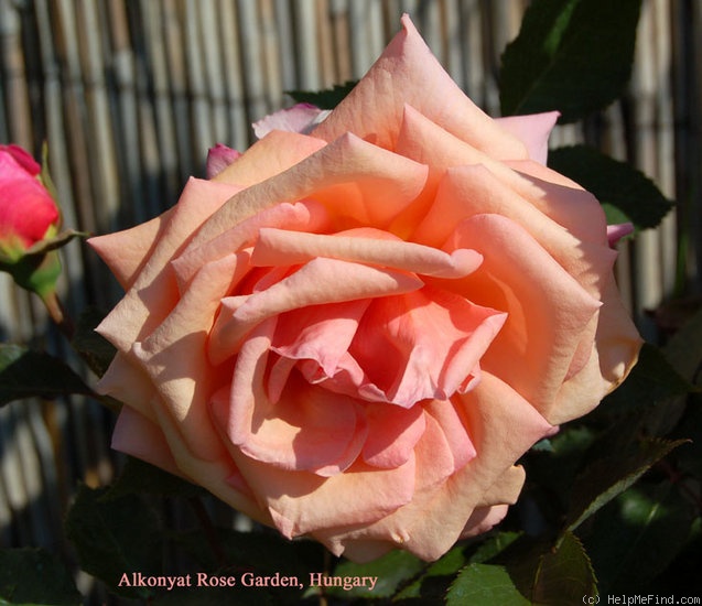 'Margaret Hall' rose photo