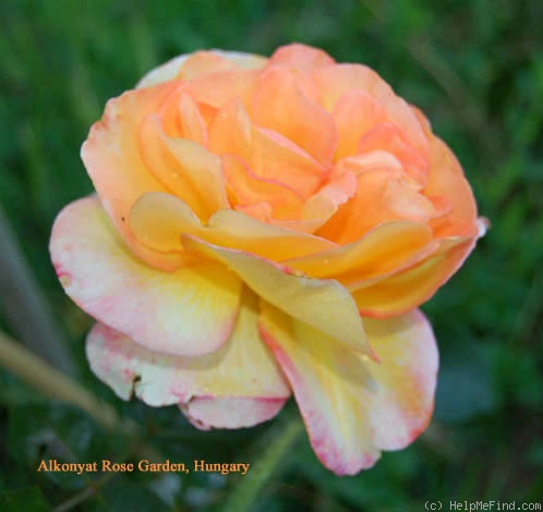'Golden Kiss' rose photo