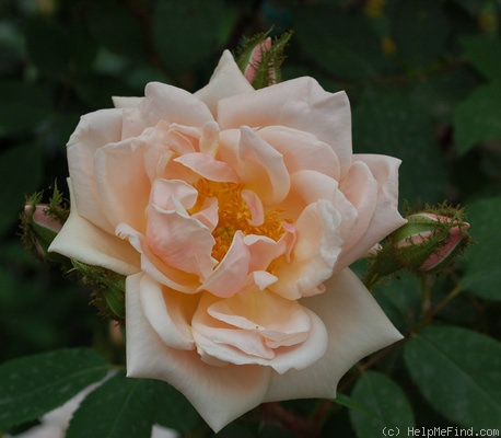 'Gabrielle Noyelle' rose photo