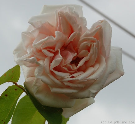'Gartendirektor Julius Schütze' rose photo
