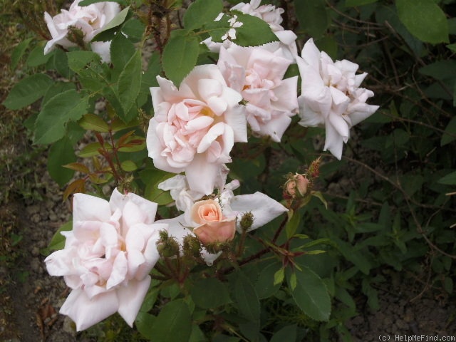 'Gabriel Noyelle' rose photo